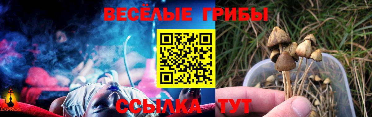 Галлюциногенные грибы прущие грибы Майкоп